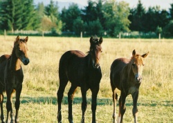 Horse Babies