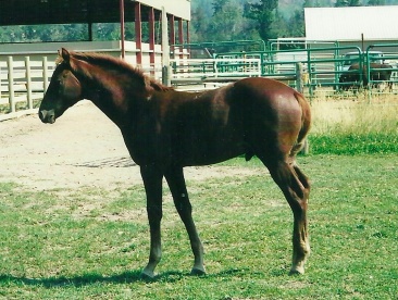 Noble-T Red Deacon (owned by Laura Lang)